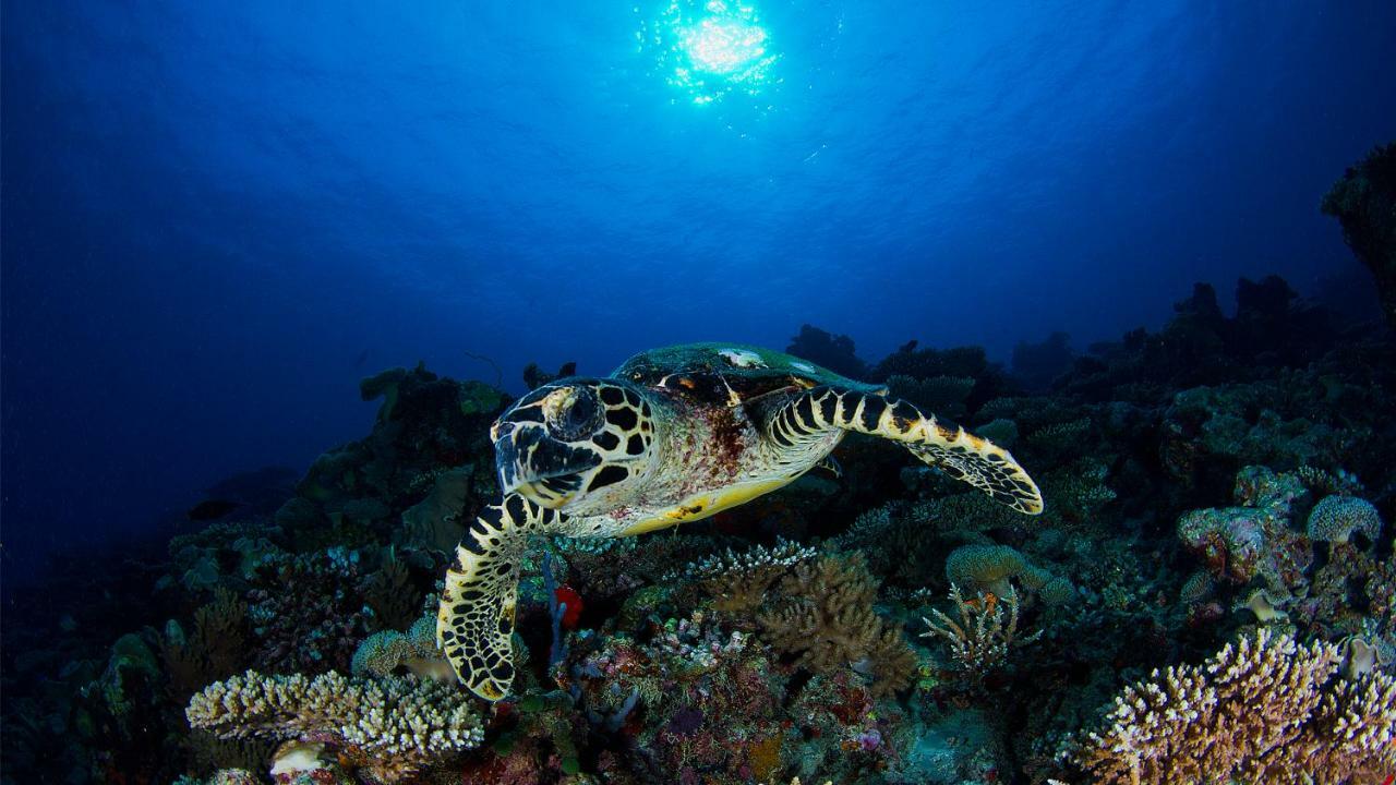 Vakkaru Maldives - 30 Percent Off On Seaplane Transfers For Stays Until 19 Dec 2025 Thulhaadhoo Екстериор снимка
